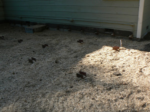 Tree stump gone leaving a beautiful organic mulch layer.