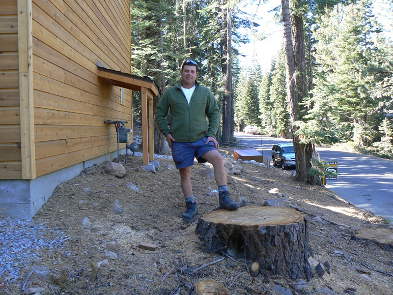 Tree stump in need of removal