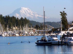Gig Harbor local stump removal