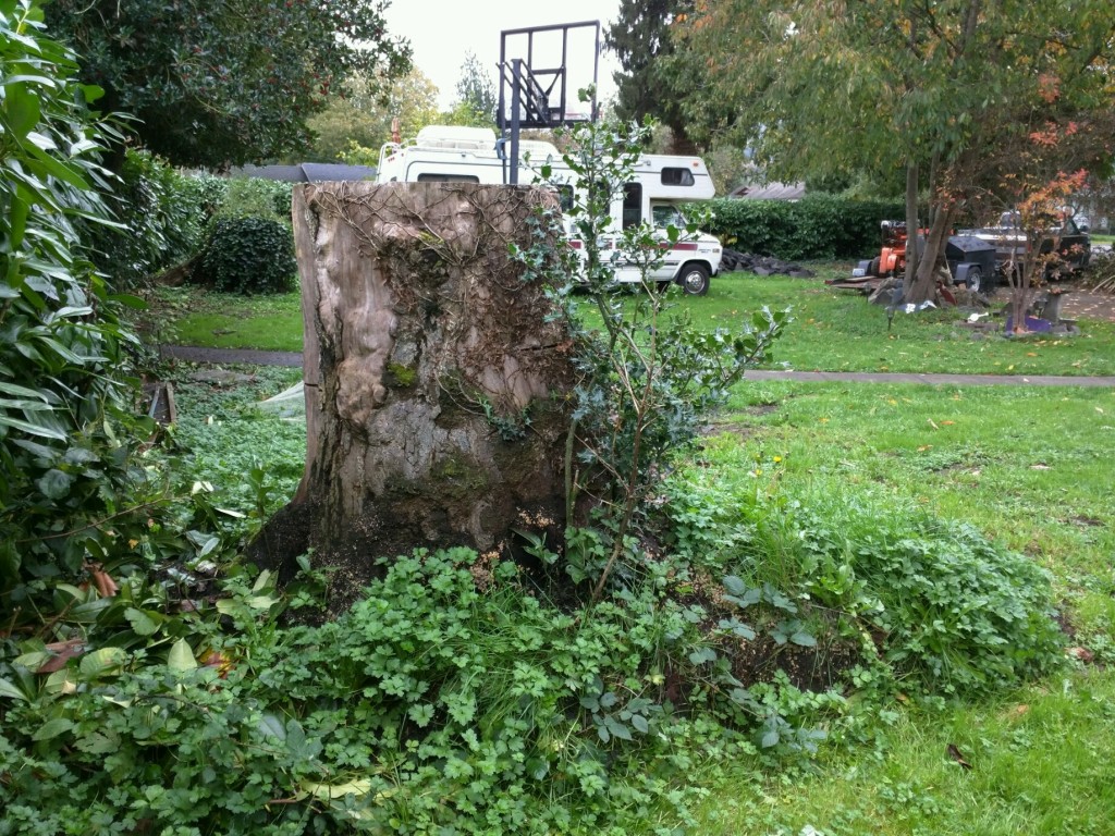 Fall City, WA Stump Removal | Another Stump Bites The Dust!
