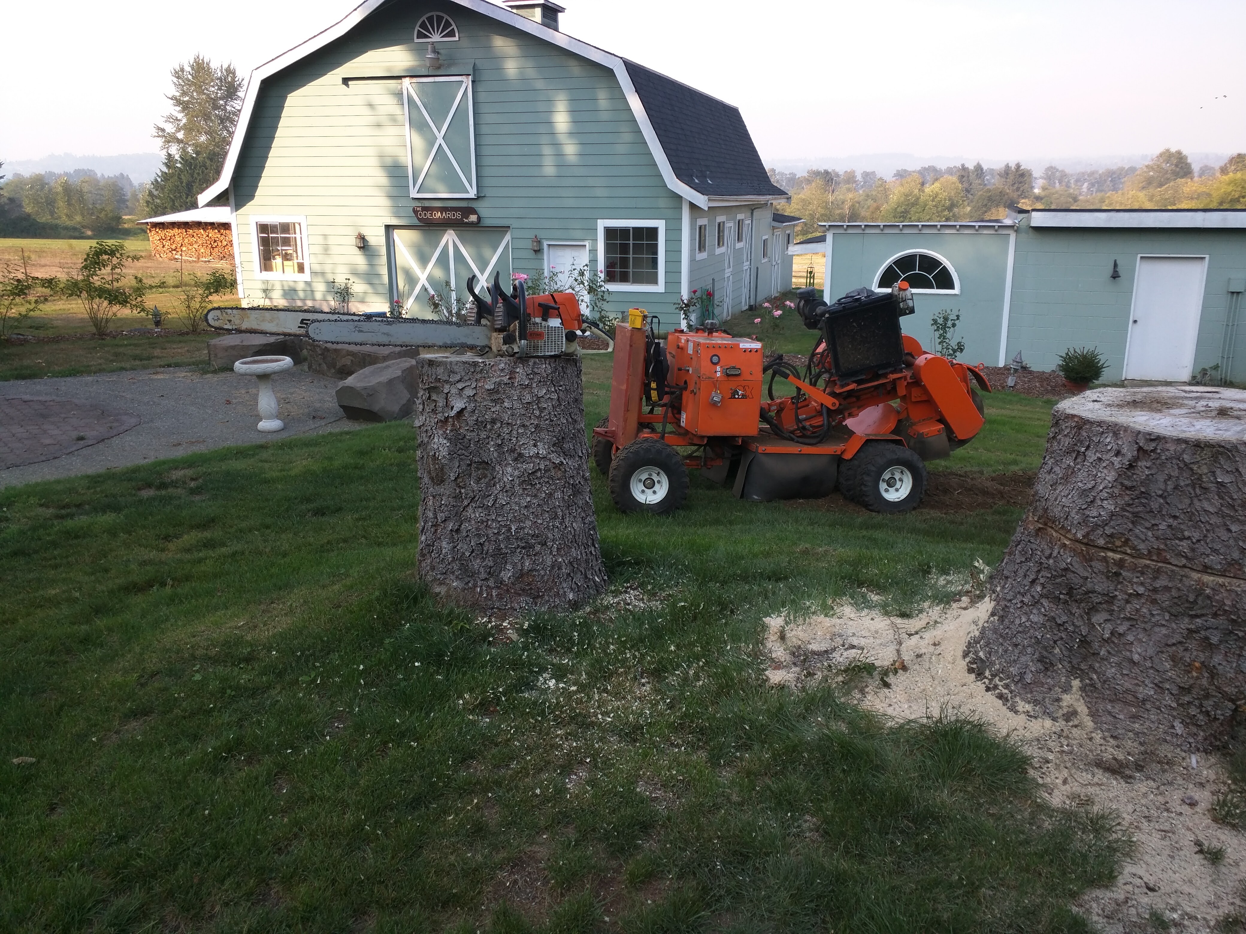 Monroe, WA | tree stump removal-before