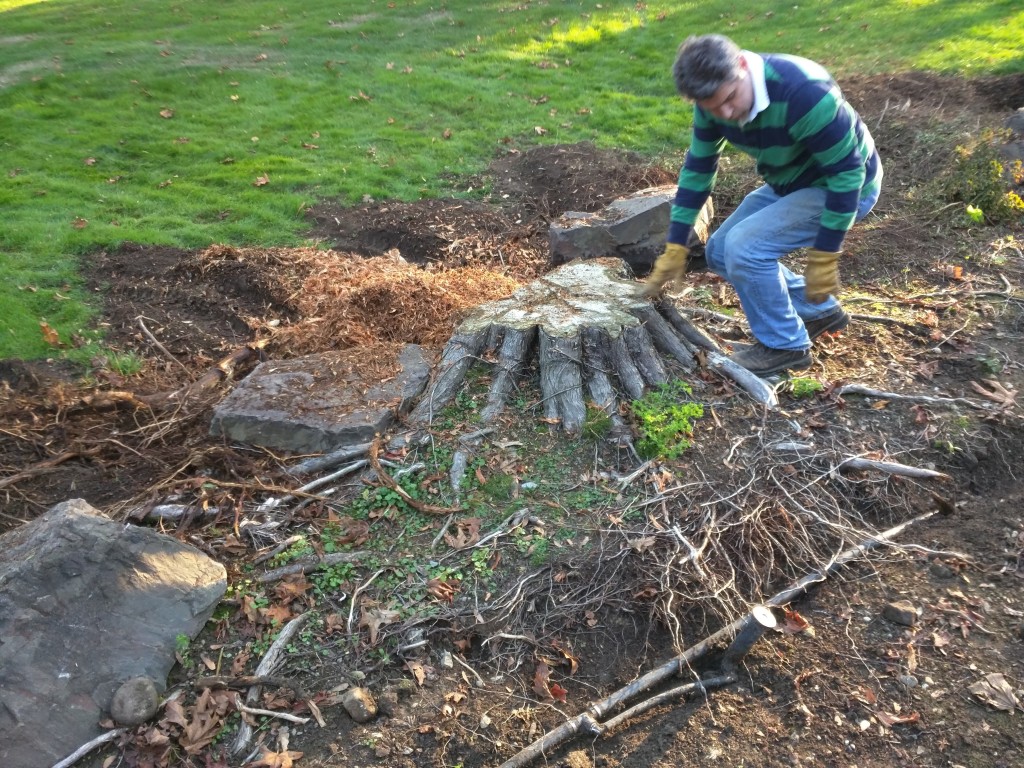 Sammamish, WA Stump Removal | Another Stump Bites The Dust!