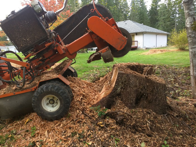 Stump Grinding in Port Orchard, WA