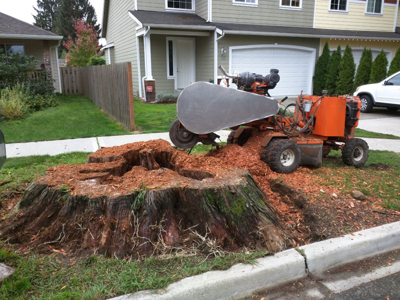 City of Monroe, WA | Stump Removal - Another Stump Bites The Dust