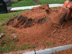 monroe-wa-stump-removal-stump-grinding-13