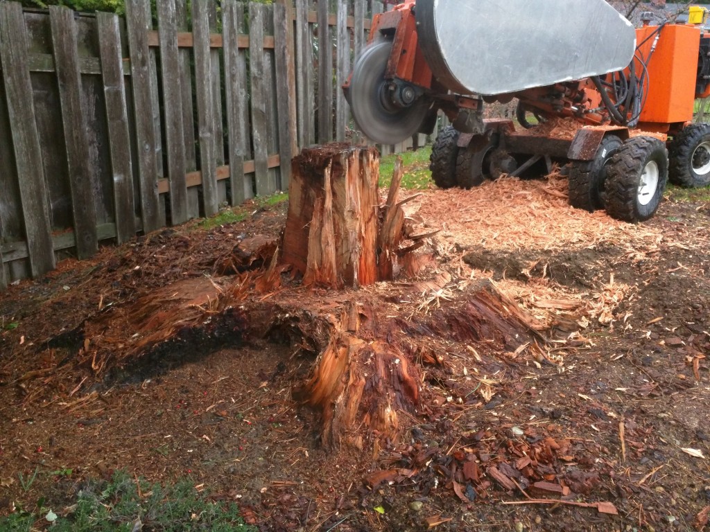 This homeowner in Edmonds, WA whittled down this big Fir before deciding there was a better way.