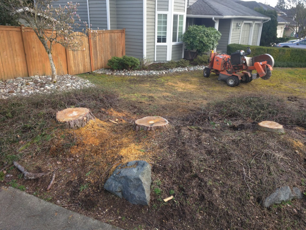 Don't let the size of these stumps fool you; the job was bigger than it seems. To prepare the area for subsequent planting, we had to...