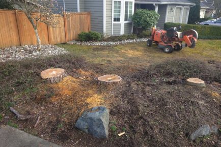 bothell-wa-stump-removal-stump-grinding-02