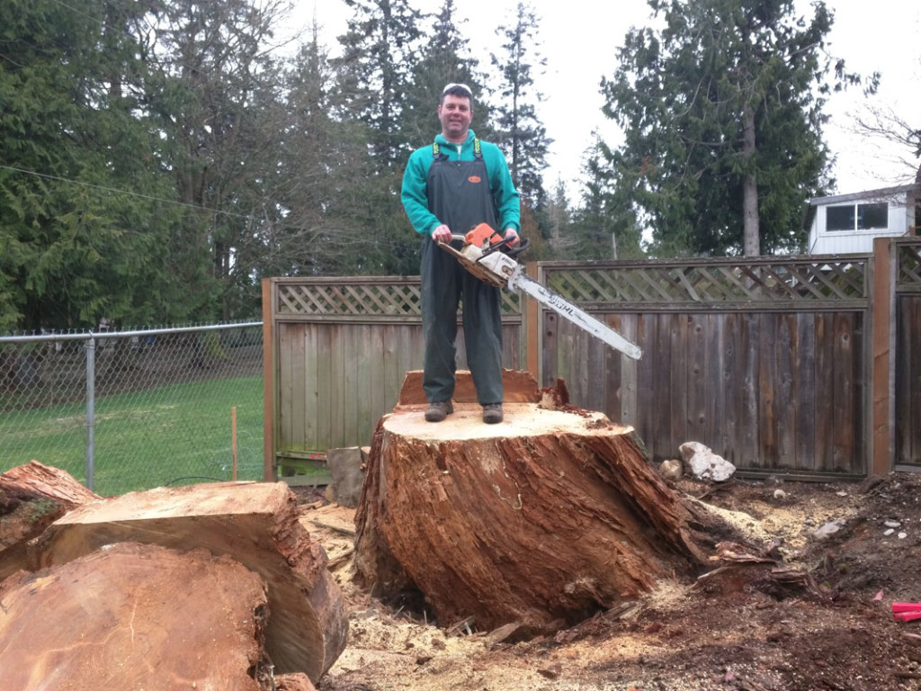 Note the size of this enormous stump–  Jay is dwarfed when seated atop and were you able to find the men’s boot in the pictures below? This job called for a little chainsaw-work prior to being shredded by the grinder.