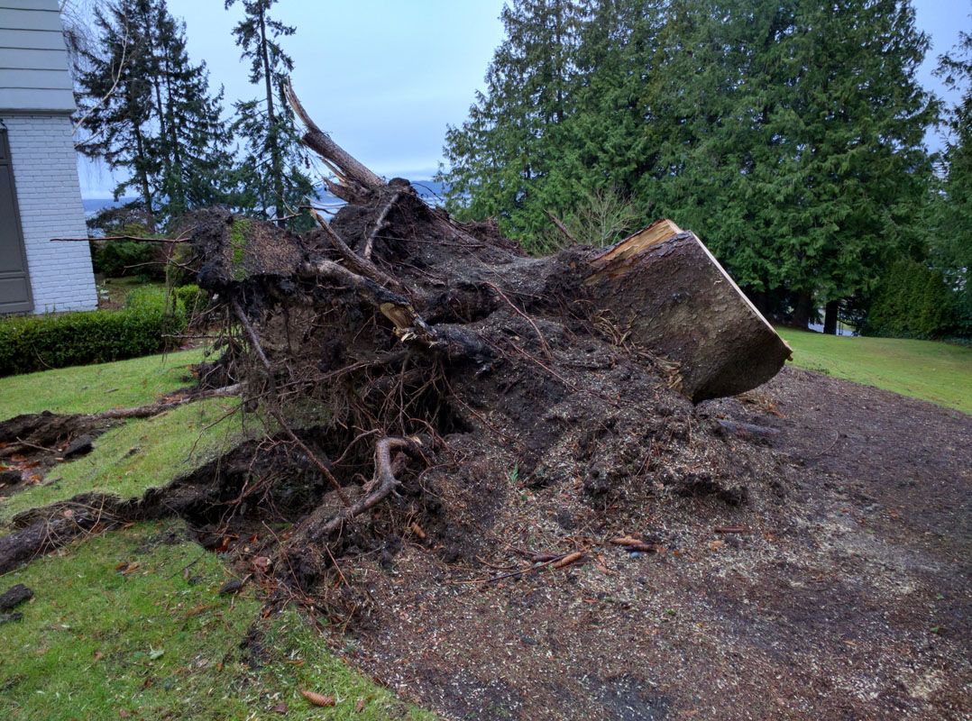 Stump Removal in Everett Washington