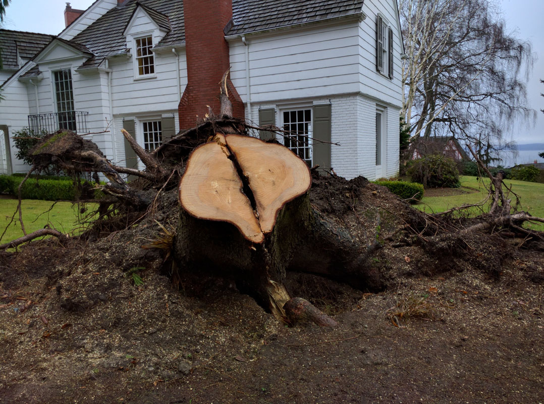 Stump Removal in Everett Washington