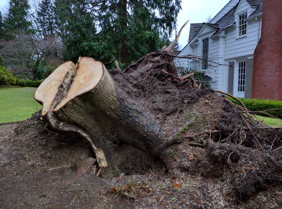 Stump Removal in Everett Washington
