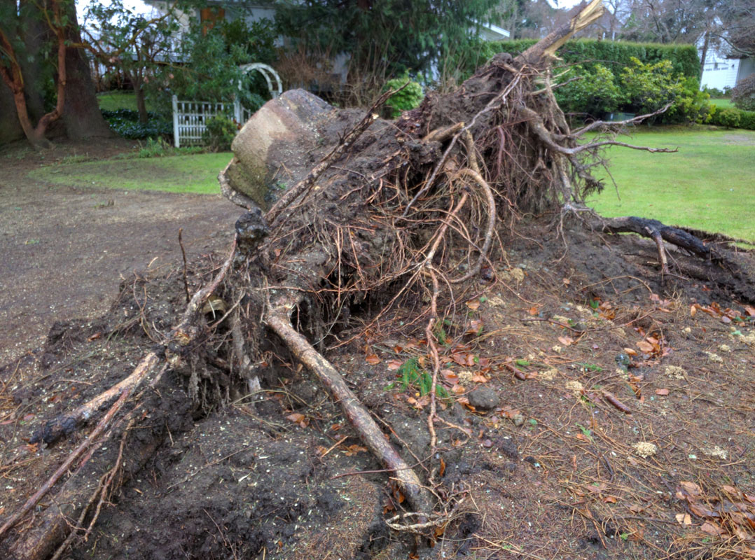 Stump Removal in Everett Washington