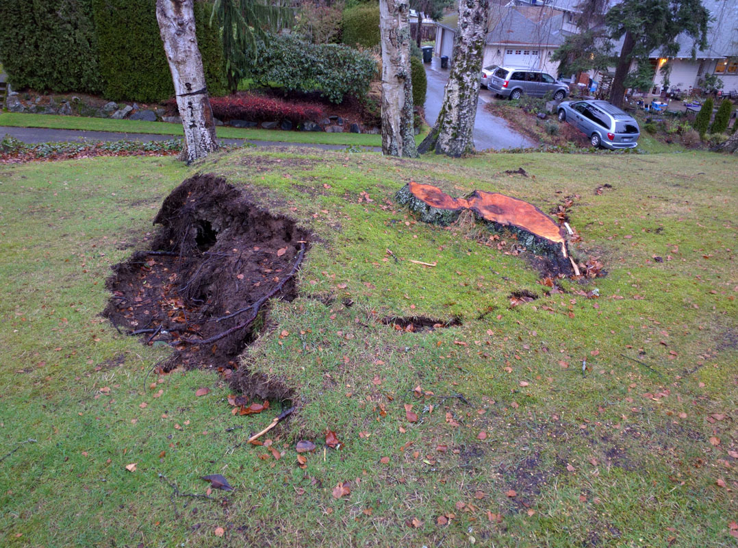 Stump Removal in Everett Washington