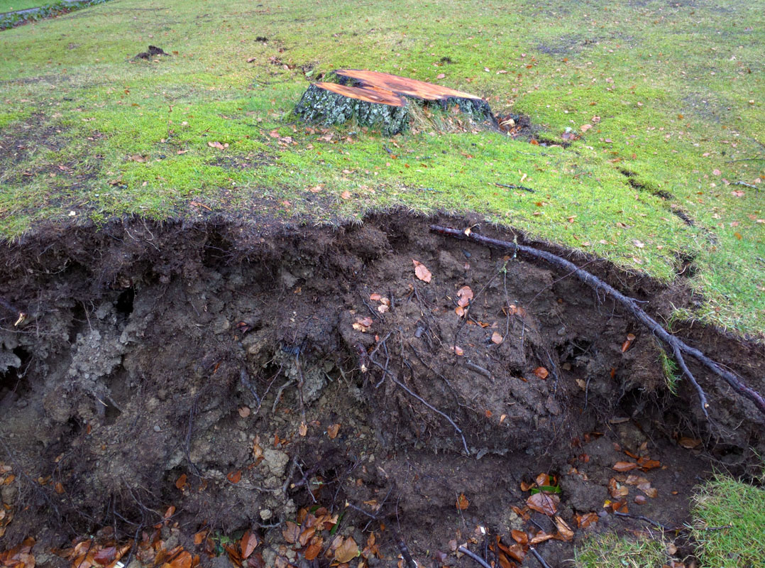 Stump Removal in Everett Washington