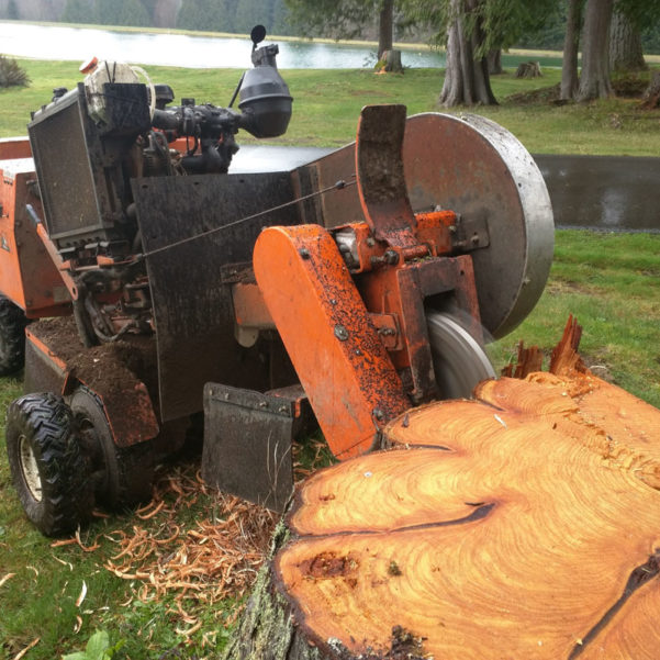 Woodinville Washington Stump Removal