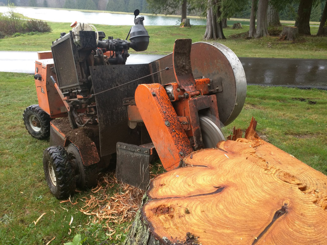 woodinville wa stump removal stump grinding 08