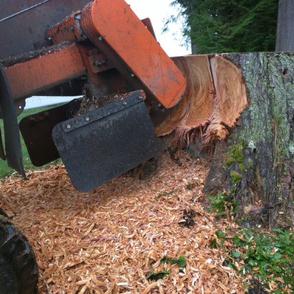 Woodinville Washington Stump Removal