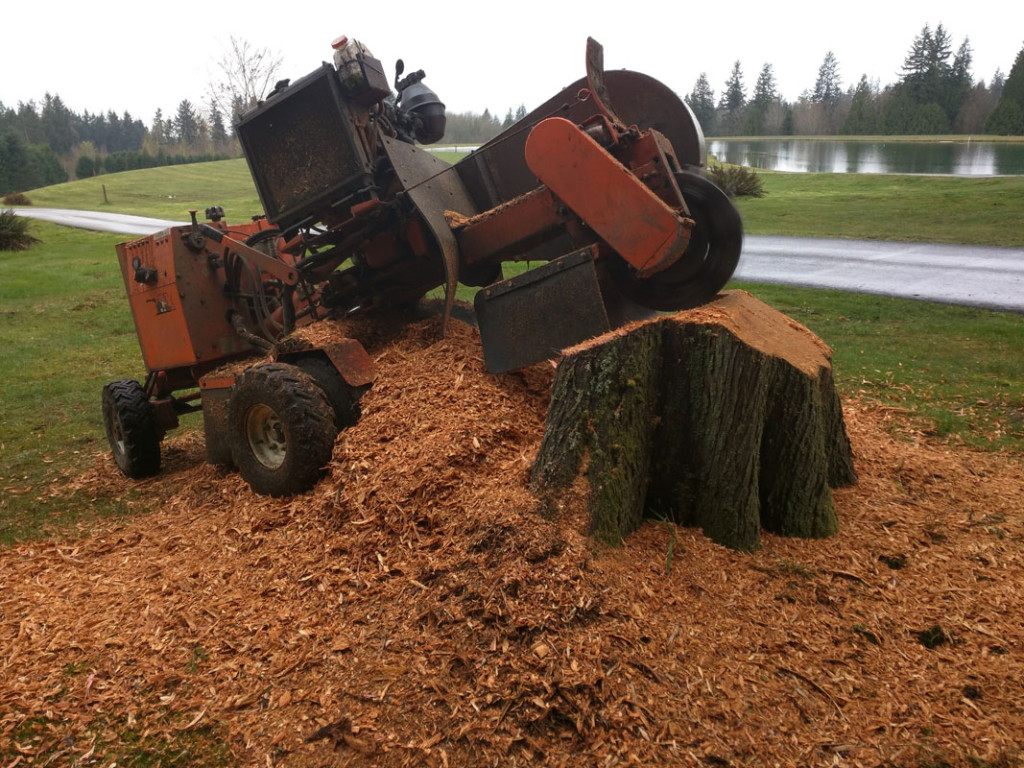This serene Woodinville, WA home on Radar Lake was in need of some serious stump grinding. Grinding out these massive stumps ...