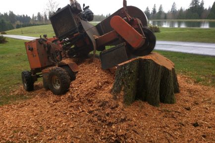 woodinville-wa-stump-removal-stump-grinding-11