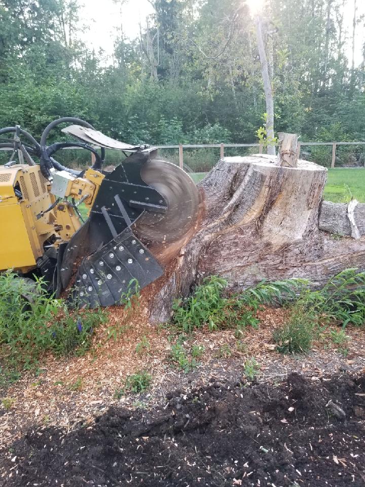 Monroe, WA Stump Grinding