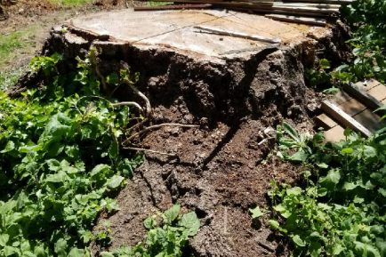 kenmore-stumpgrinding-5