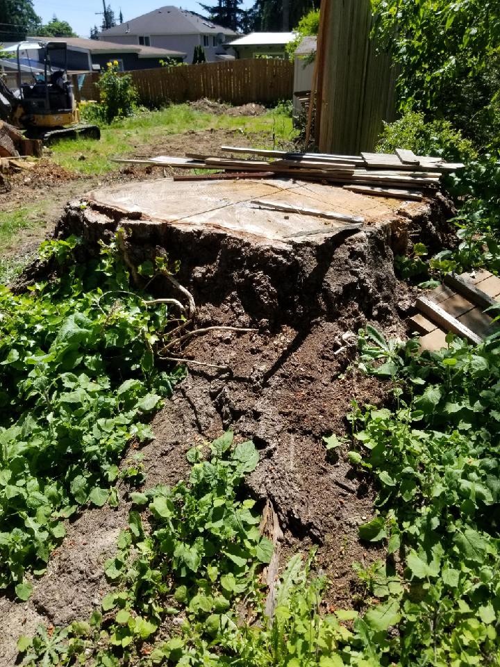 Kenmore, WA Stump Grinding