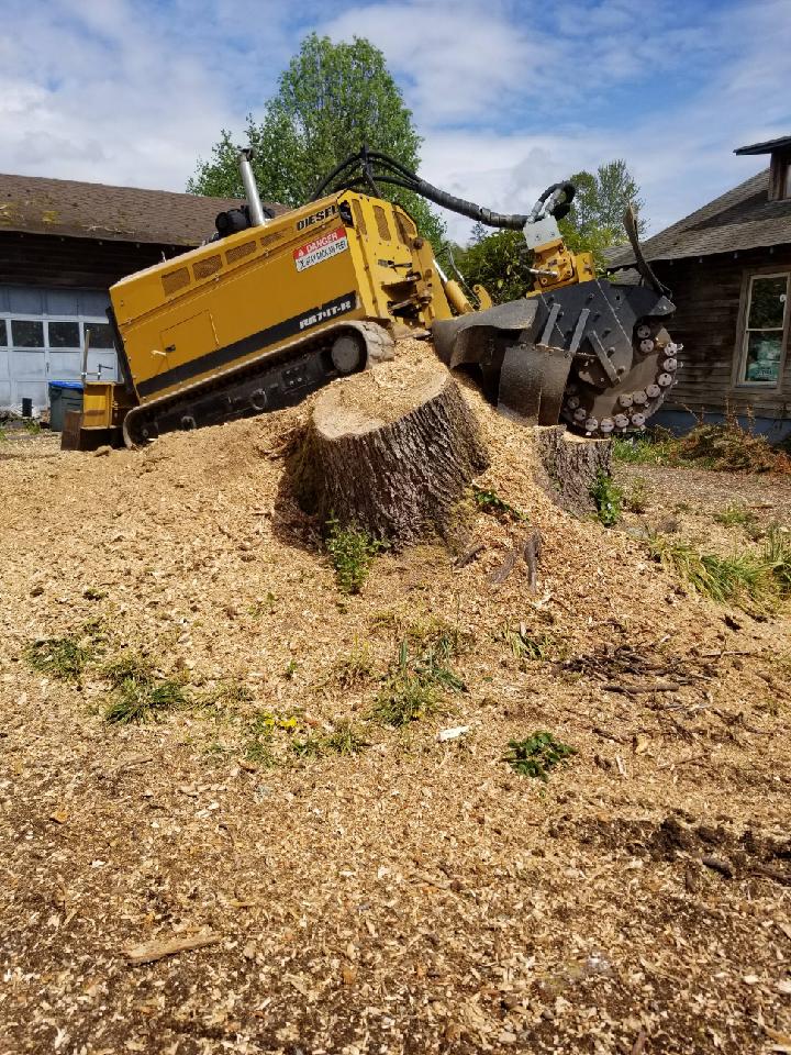 Sammamish, WA Stump Grinding