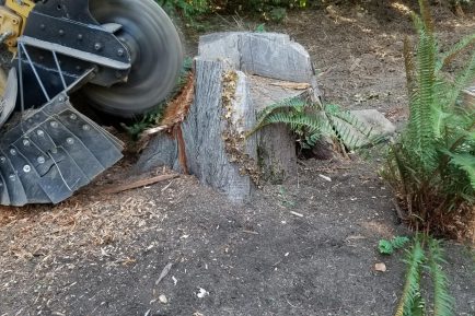 bainbridge-island-stump-removal-003
