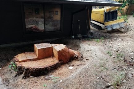 bothell-kirkland-stump-removal-009